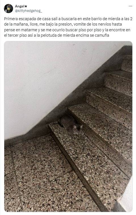 gato, escalera